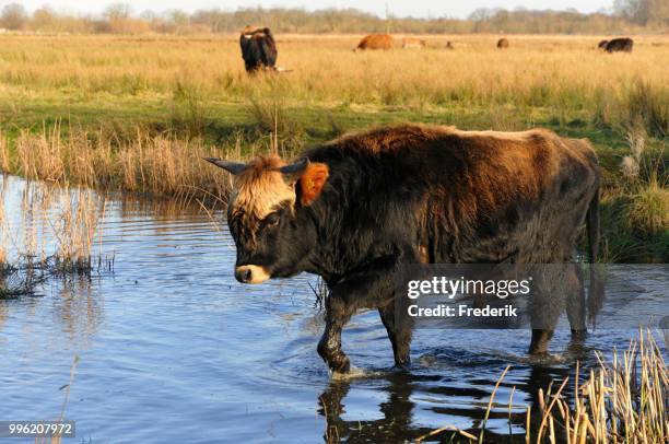 heck cattle (bos primigenius f. taurus), breeding back programme, attempt to breed back the extinct aurochs, young bull moving through water, north rhine-westphalia, germany - bos taurus primigenius stock pictures, royalty-free photos & images