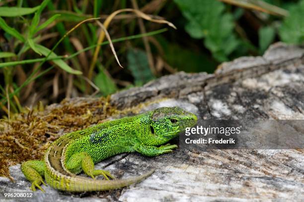 sand lizard (lacerta agilis), male, mating season colouring, baden-wuerttemberg, germany - colouring stockfoto's en -beelden