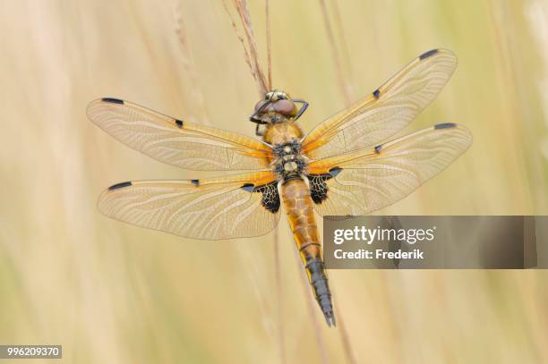 four-spotted dragonfly (libellula quadrimaculata), dragonfly sitting on a dry blade, north rhine-westphalia, germany - libellulidae stock pictures, royalty-free photos & images