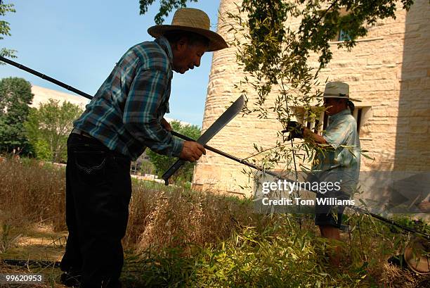Juan Morales takes stems off black bamboo shoots for an outdoor sculpture near the National Museum of the American Indian, by artist Nora...