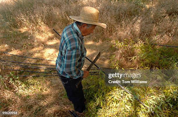 Juan Morales takes stems off black bamboo shoots for an outdoor sculpture near the National Museum of the American Indian, by artist Nora...