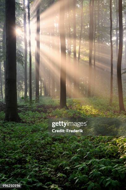european beeches (fagus sylvatica), deciduous forest with fog atmosphere at sunrise, north rhine-westphalia, germany - deciduous stock pictures, royalty-free photos & images