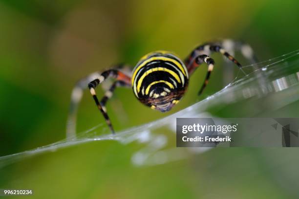 wasp spider (argiope bruennichi), crawling on its web, north rhine-westphalia, germany - getingspindel bildbanksfoton och bilder