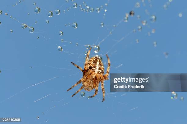 orb-weaving spider (araneus) in web with dew drops, north rhine-westphalia, germany - weaving - fotografias e filmes do acervo