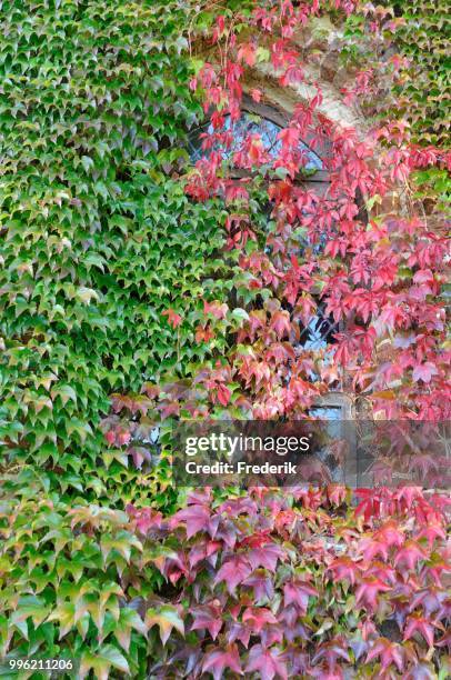 stained glass window between autumnal japanese creeper leaves (parthenocissus tricuspidata veitchii), mecklenburg-western pomerania, germany - veitchii stock pictures, royalty-free photos & images