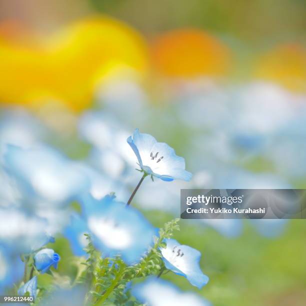 baby blue eyes - baby blue eyes stock pictures, royalty-free photos & images