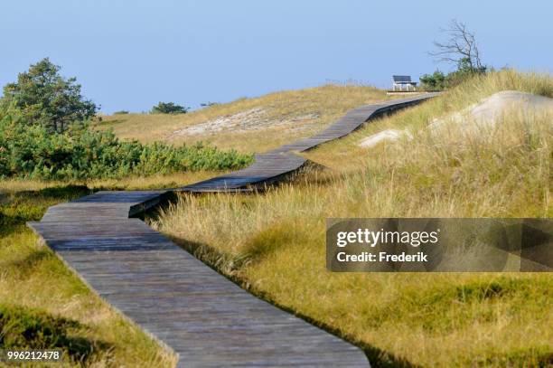 boardwalk though a dune landscape, darss, western pomerania lagoon area national park, mecklenburg-western pomerania, germany - vorpommersche boddenlandschaft national park stockfoto's en -beelden