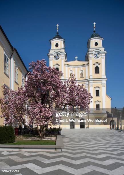 st. michael basilica with blooming magnolia tree, kloster mondsee monastery, mondsee, salzkammergut, upper austria, austria - vocklabruck stock pictures, royalty-free photos & images