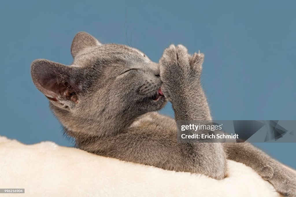 Russian Blue Kitten, 10 weeks, licking paw