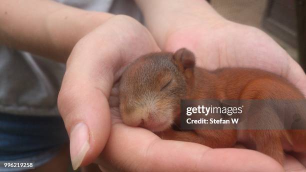 sweet squirrel baby - rat side view stock pictures, royalty-free photos & images
