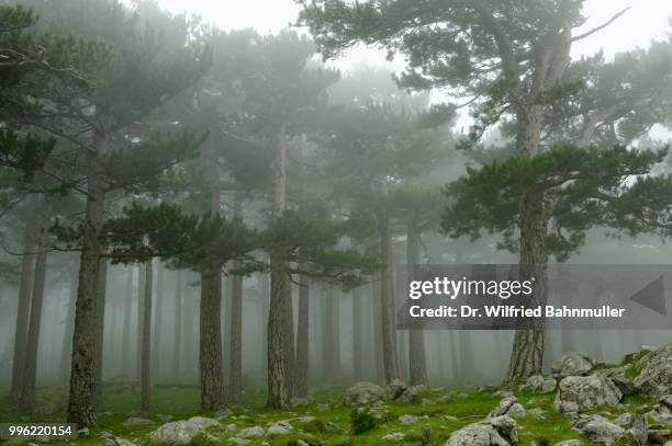 trees in the fog on the col del bavella, regional natural park of corsica, corse-du-sud, corsica, france - corse du sud stockfoto's en -beelden