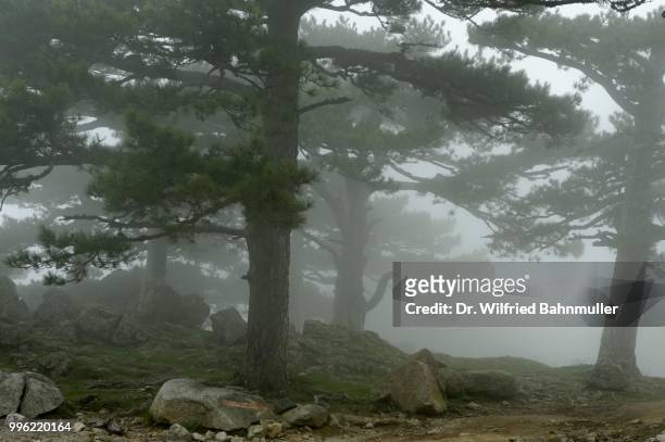 trees in the fog on the col del bavella, regional natural park of corsica, corse-du-sud, corsica, france - corse du sud stockfoto's en -beelden