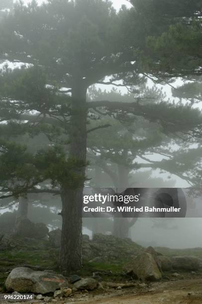 trees in the fog on the col del bavella, regional natural park of corsica, corse-du-sud, corsica, france - col stock pictures, royalty-free photos & images