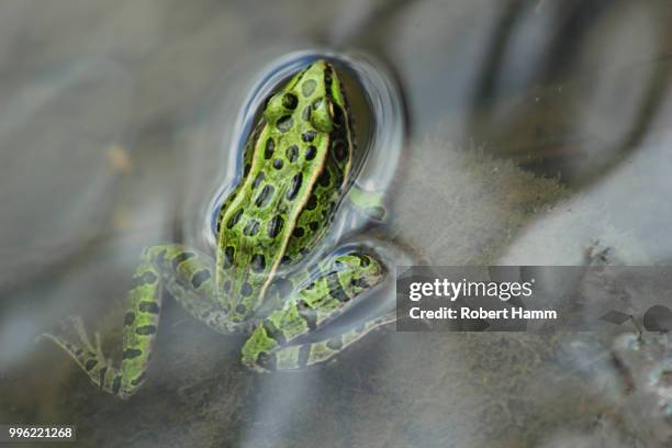 frog - hamm stock pictures, royalty-free photos & images