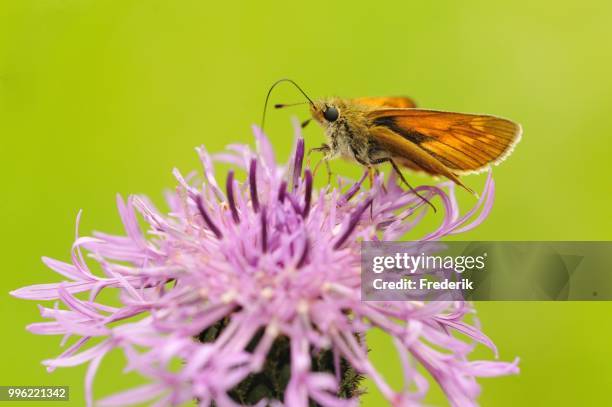 large skipper (ochlodes sylvanus) feeding on nectar from a flower, north rhine-westphalia, germany - hesperiidae stock pictures, royalty-free photos & images