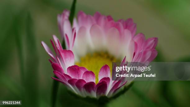 flower - teufel stock pictures, royalty-free photos & images