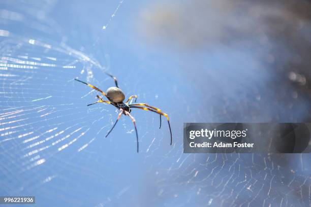 golden silk orb-weaver spider - orb weaver spider stock pictures, royalty-free photos & images