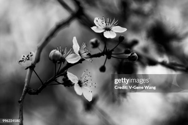 cherry bloom - gene wang stock pictures, royalty-free photos & images