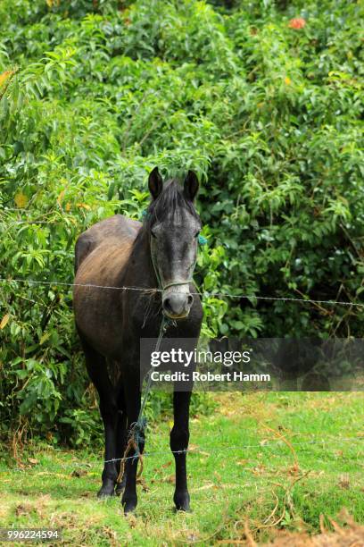 horse - hamm stock pictures, royalty-free photos & images