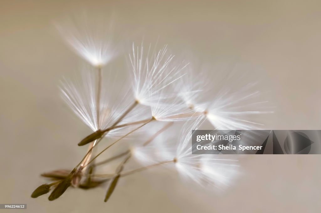 Wishes in the Wind