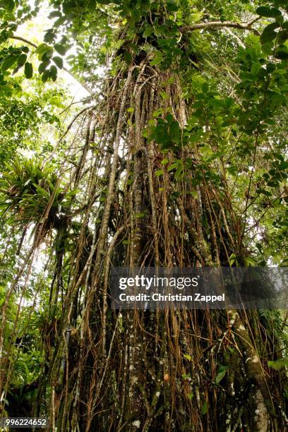 weeping fig (ficus) with aerial roots in the cocos island national park, cocos island, costa rica - cocos island stockfoto's en -beelden