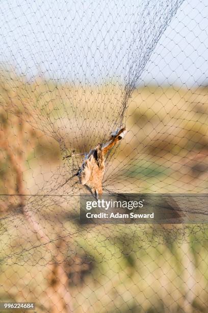 rufous-tailed scrub robin (cercotrichas galactotes) caught in mist net for research, djoudj national park, senegal - markierung für tiere stock-fotos und bilder