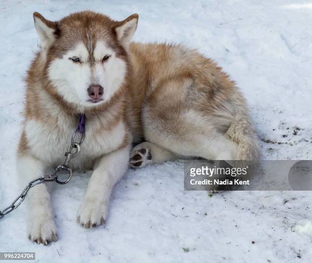 white husky and other dogs on white snow steal the show - snow white - fotografias e filmes do acervo