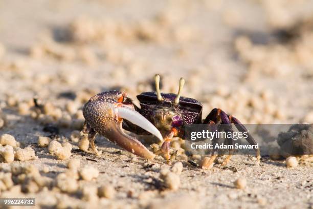 west african fiddler crab (uca tangeri), adult male filtering sand, sine-saloum delta, senegal - tangeri fotografías e imágenes de stock