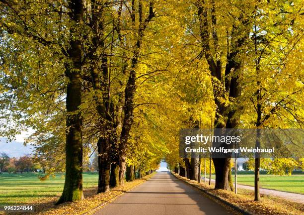 avenue of lime trees in autumn, mondsee, salzkammergut, upper austria, austria - vocklabruck stock pictures, royalty-free photos & images