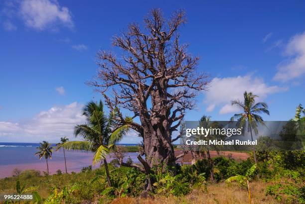 baobab tree (adansonia digitata), grande comore, comoros - kaasjeskruidfamilie stockfoto's en -beelden