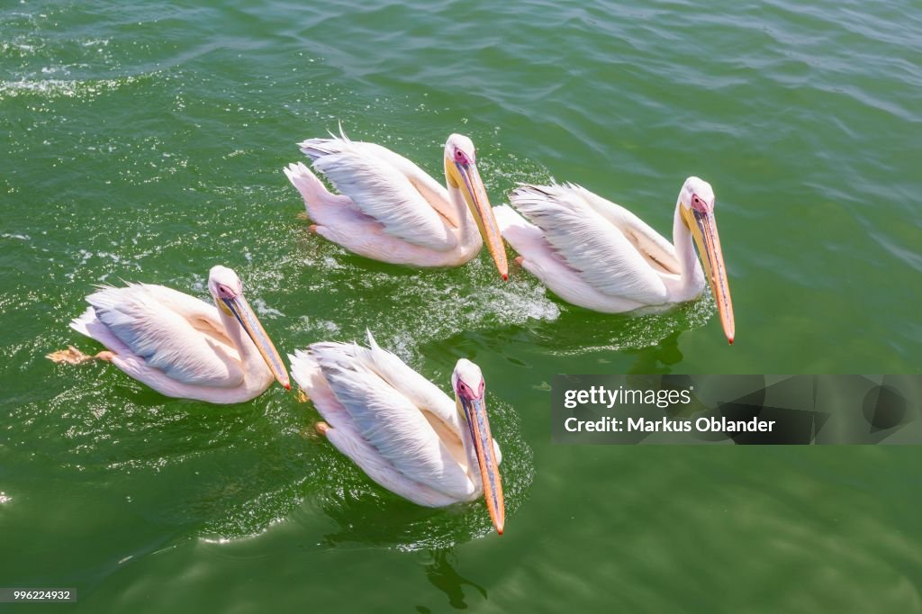 Great White Pelicans (Pelecanus onocrotalus), Lagoon, Walvis Bay, Namibia