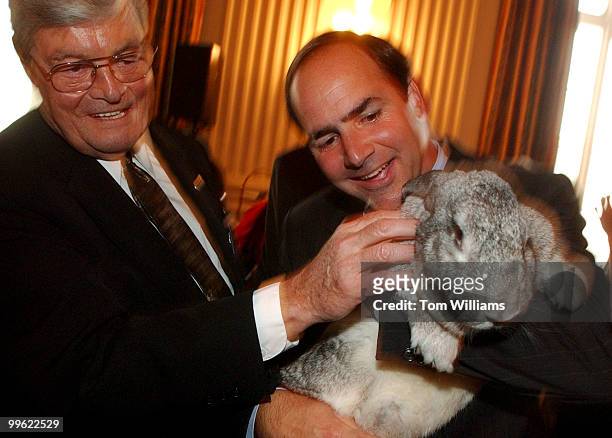 Reps. Phil Crane, R-Ill., and Zach Wamp, R-Tenn., play with "Itty Bitty" a 16lb. Flemish Giant Rabbit, at a reception celbrating the partnership...