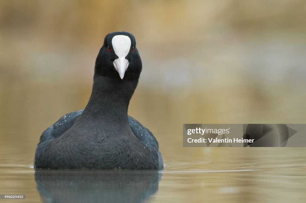 Eurasian Coot (Fulica atra), Hesse, Germany