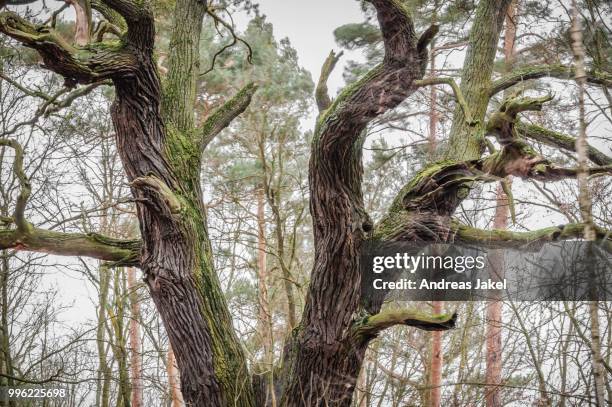 old english oak (quercus robur), byttna-hain, biosphaerenreservat spreewald biosphere reserve, unesco world heritage site, straupitz, brandenburg, germany - eichenwäldchen stock-fotos und bilder