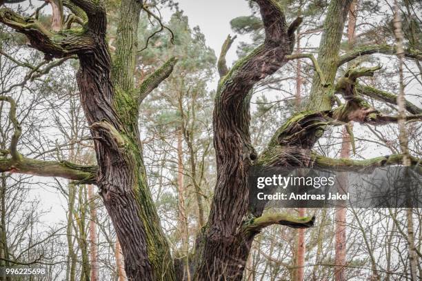 old english oak (quercus robur), byttna-hain, biosphaerenreservat spreewald biosphere reserve, unesco world heritage site, straupitz, brandenburg, germany - land brandenburg - fotografias e filmes do acervo