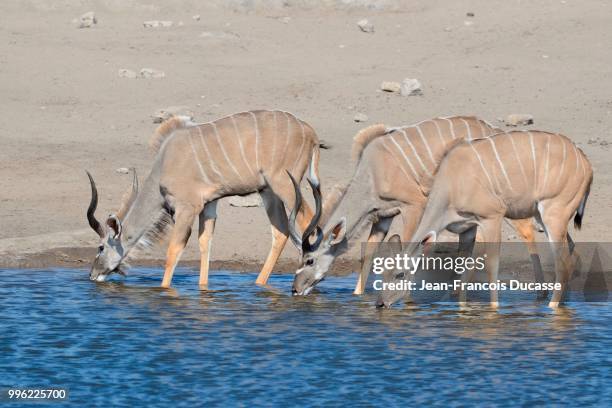 greater kudus (tragelaphus strepsiceros), two males and one female, drinking at a waterhole, etosha national park, namibia - male kudu stock pictures, royalty-free photos & images