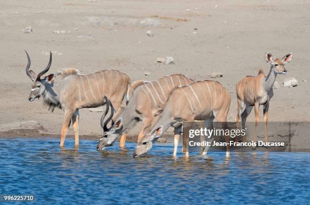 greater kudus (tragelaphus strepsiceros), males, female and young, drinking at a waterhole, etosha national park, namibia - male kudu stock pictures, royalty-free photos & images