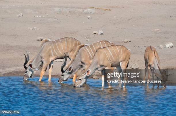 greater kudus (tragelaphus strepsiceros), males, female and young, drinking at a waterhole, etosha national park, namibia - male kudu stock pictures, royalty-free photos & images