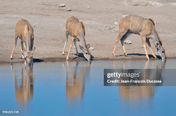 greater kudus (tragelaphus strepsiceros), females drinking at a waterhole, etosha national park, namibia - greater kudu stock pictures, royalty-free photos & images