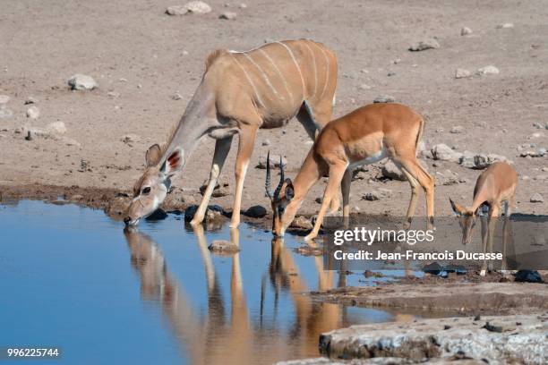 greater kudus (tragelaphus strepsiceros), female, and two male black-faced impalas (aepyceros melampus petersi), adult and juvenile, drinking at a waterhole, etosha national park, namibia - greater kudu stock pictures, royalty-free photos & images