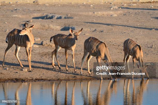 greater kudus (tragelaphus strepsiceros), two adult females and two young, drinking at a waterhole, etosha national park, namibia - greater kudu stock pictures, royalty-free photos & images