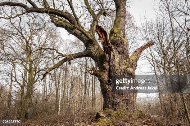 old english oak (quercus robur), byttna-hain, biosphaerenreservat spreewald biosphere reserve, unesco world heritage site, straupitz, brandenburg, germany - eichenwäldchen stock-fotos und bilder