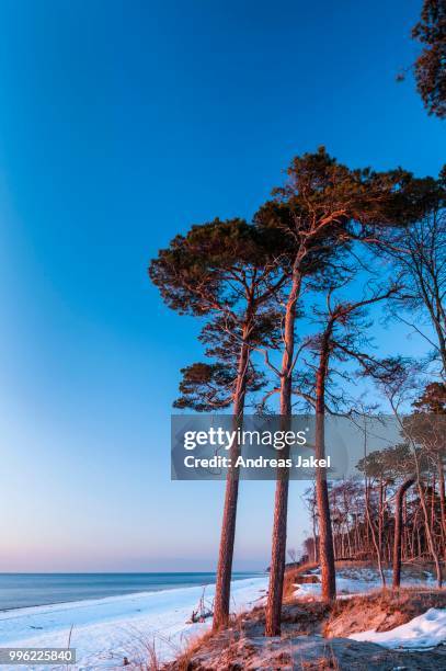 coastal forest in winter, weststrand beach, darss, western pomerania lagoon area national park, mecklenburg-western pomerania, germany - vorpommersche boddenlandschaft national park stockfoto's en -beelden