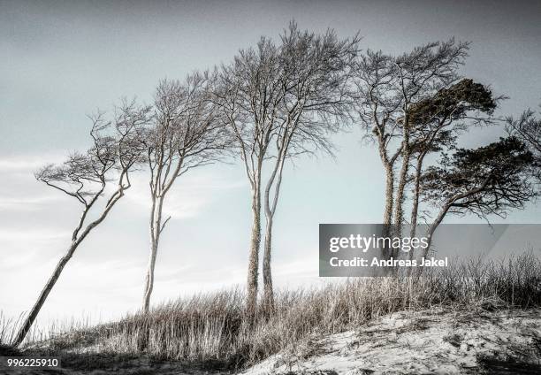 group of trees on the dune --ostseeduene--, weststrand beach, darss, western pomerania lagoon area national park, mecklenburg-western pomerania, germany - vorpommersche boddenlandschaft national park stockfoto's en -beelden