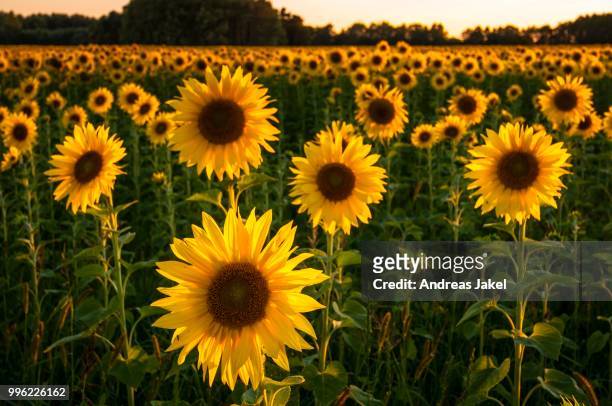 field of sunflowers (helianthus annuus) in the evening light, brandenburg, germany - land brandenburg - fotografias e filmes do acervo