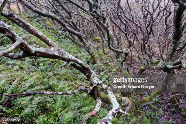 eichenkrattwald, oak forest, pedunculate oaks (quercus robur), langeoog, east frisia, lower saxony, germany - langeoog photos et images de collection