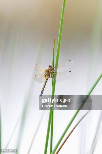 four-spotted chaser or four-spotted skimmer (libellula quadrimaculata), dragonfly perched on a stalk, north rhine-westphalia, germany - libellulidae stock pictures, royalty-free photos & images