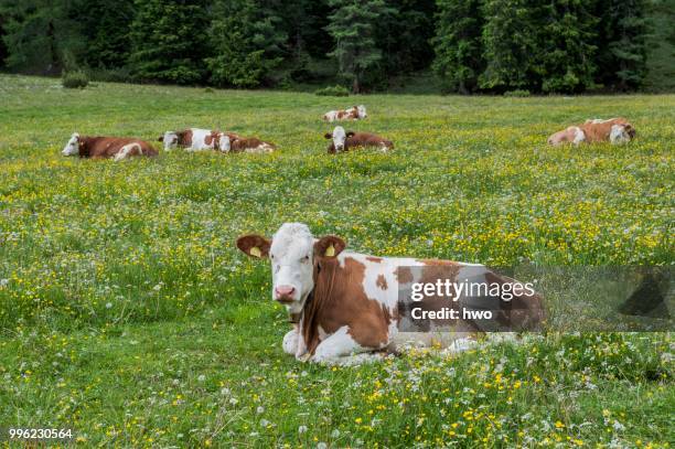 domestic cattle lying in the grass, vallelunga, puez nature park, selva, val gardena, dolomites, selva di val gardena, province of south tyrol, italy - selva stock pictures, royalty-free photos & images