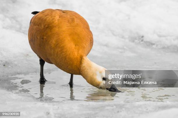 making bubbles - ruddy shelduck stockfoto's en -beelden