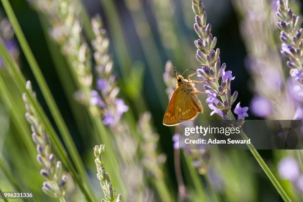 large skipper (ochlodes venatus) feeding on nectar of lavender (lavandula angustifolia), dordogne, aquitaine, france - angustifolia bildbanksfoton och bilder